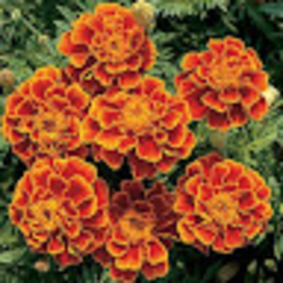 Meet your Posher, Sam casey - Picture 1 of 1